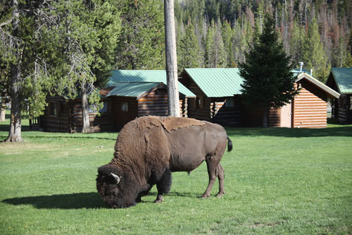 Pahaska Tepee Resort 科迪 外观 照片